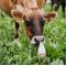 HM.33 Mob Grazing Herbal Grass Seed Mix (Acre Pack), image 